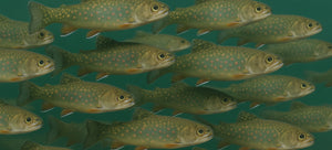 Tenkara Flies