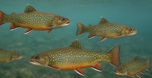 Euro Nymphs / Jigs