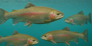 Dry Flies