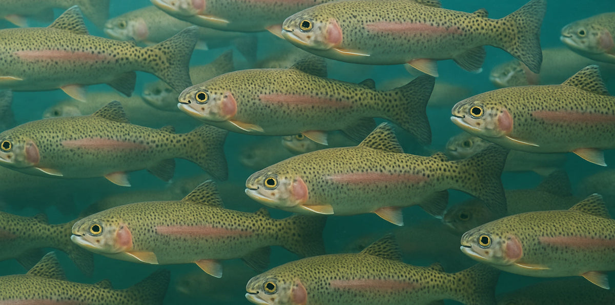 Tenkara