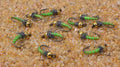 Beadhead Caddis Larva