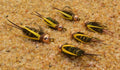 Amber Prince Nymph