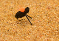 High Visibility Beetle Dry Fishing Fly