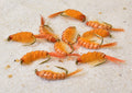 Scuds Nymph – 12-count assortment