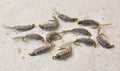Scuds Nymph – 12-count assortment, additional view