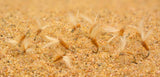 Sulphur Dry Flies
