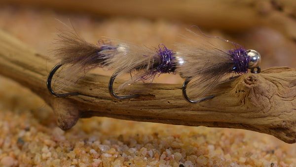 Purple Hot Spot Fly