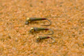 Olive Hot Spot Perdigon Jig Fly