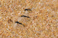 Trico Spinner Black