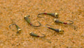 Olive Hot Spot Perdigon Jig Fly