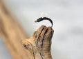 57 Flies Andy Stutz's Colorado Exclusive Trout Flies Set