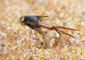 Bead Head Copper John Fly