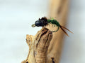 57 Flies Andy Stutz's Colorado Exclusive Trout Flies Set
