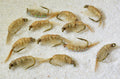 Scuds Nymph – group of flies, view 3