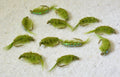 Scuds Nymph – group of flies