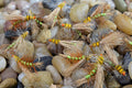 Stimulator Terrestrial Dry Fly