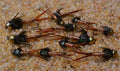 Bead Head Copper John Fly