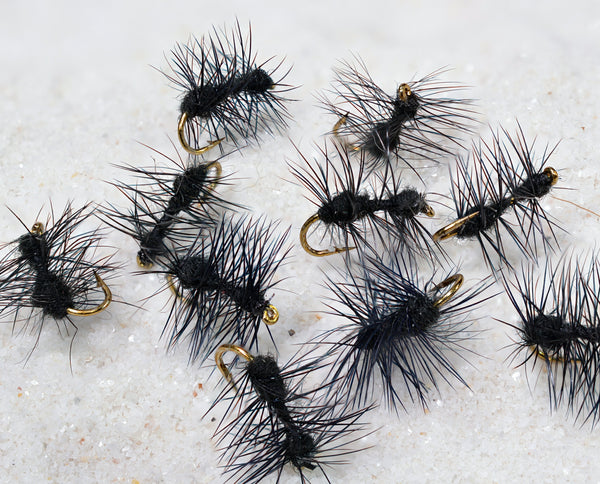 Mortons Ant Fly