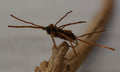 57 Flies Andy Stutz's Colorado Exclusive Trout Flies Set