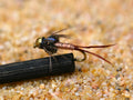 57 Flies Essential Nymph Assortment