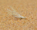 Crazy Charlie Bonefish Flies