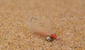 Crazy Charlie Bonefish Flies