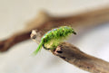 Scuds Nymph – Olive, single fly close-up