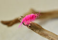 Scuds Nymph – Pink, single fly close-up
