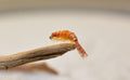 Scuds Nymph – Orange, single fly close-up