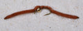 Tungsten Bead San Juan Worms