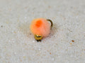 Tungsten Beaded Egg Flies – Peach, single fly close-up