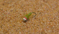 Walt's Sexy Worm Jig Fly – Olive, single fly close-up
