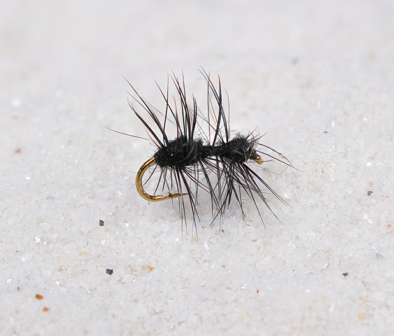 Mortons Ant Fly