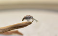 Scuds Nymph – Grey, single fly close-up