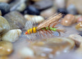 Stimulator Terrestrial Dry Fly