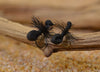Black Foam Ant